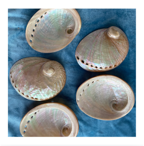 เปลือกหอยเป๋าฮื้อธรรมชาติรูปวงรี สำหรับตกแต่งบ้าน วัสดุงานฝีมือจากธรรมชาติ - Product Image 1