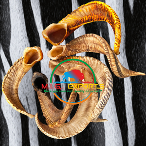 Cuerno de oveja/cuerno de carnero - Product Image 2