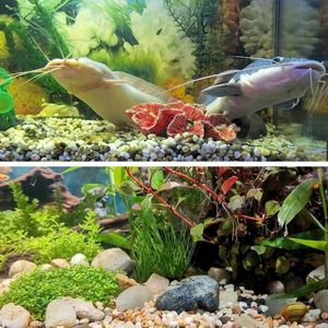 Sassi Decorativi da Giardino Lucidati da 38 libbre, Grandi, da 1,3 Pollici, per Paesaggistica Esterna, Vialetti, Piante, Vasi e Fioriere - Product Image 5