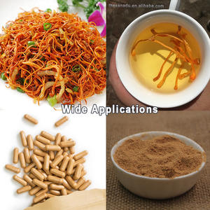 בתפזורת קורדיציפים mitaris פרחים ראש גדול מיובש כיתה העליון של פטריית מרפא פרמיה אורגנית תמצית/אבקה/בישול - Product Image 3