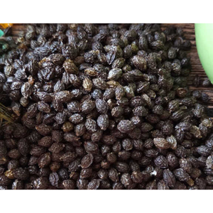 เมล็ดมะละกออบแห้งพรีเมียม เวียดนาม |   ผู้จัดจำหน่ายสินค้าขายส่งจำนวนมากสำหรับการแปรรูปอุตสาหกรรมและการส่งออกทั่วโลก - Product Image 2