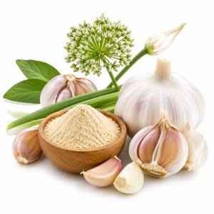 Extrait de Poudre d'Ail Naturel Allium Sativum de Fabrication Directe, Riche en Composés Actifs pour la Santé Cardiovasculaire, Vente en Gros OEM - Product Image 4