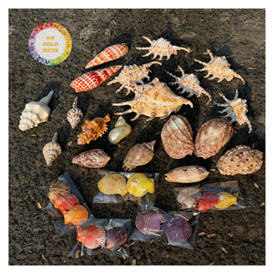 Lambis Scorpius Mixed Seashell Craft Queen Conch Triton Apple Murex True Tulip Cowrie Top Shell Scallop Natural Rustic Christmas - Product Image 6