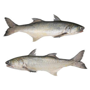 ปลาแซลมอนสีชมพูคุณภาพสูง ขายส่งจำนวนมาก สด แช่แข็ง แบบทั้งตัว หรือแบบควักไส้หรือหั่นหัวออกแล้ว แช่แข็ง - Product Image 6