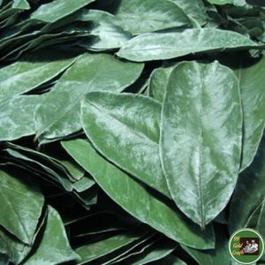 Feuilles de corossol séchées de qualité export, matière première botanique pour la préparation de thé et de boissons, Vietnam - Product Image 1