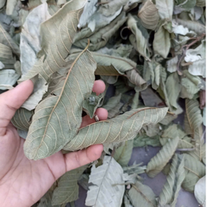 Feuilles de Goyavier Séchées au Soleil de Qualité Supérieure – Matière Première en Vrac – Offre Spéciale pour Acheteurs en Gros – Feuilles Brutes Déshydratées Emballées en Sachet Aluminium – Fournisseur Vietnamien - Product Image 3