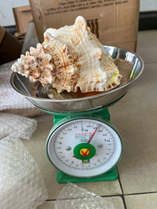 Premium Triton’s Trumpet Shell Natural <b>Large</b> Seashell for Decoration Vietnam Manufacturer Bulk Export Supply - Product Image 5