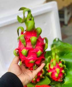 ผลไม้มังกรเวียดนามสด สีแดงขาว คัดสรรอย่างดี ผลไม้ธรรมชาติสำหรับทำน้ำผลไม้ ของหวาน สมูทตี้ สูตรอาหาร บริการจัดเลี้ยง และส่งออก - Product Image 1