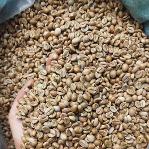 Granos de Café Verde Robusta de Alta Calidad en Bolsa de PP, Proceso Honey, Tamaño 16 A Plus, 95-99% de Pureza, Suministro Directo de Fábrica - Product Image 4