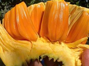 Frozen <b>Red</b> Jackfruit For Beverage Ice Cream Smoothie Bubble Tea Dessert Supplier Vietnam - Product Image 6