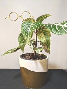 Treillis de piquet de tige de feuille en aluminium/métal moderne pour décorations/supports de plantes de jardin de balcon intérieur/extérieur - Product Image 3