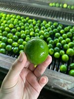 Zaadloze groene limoenen, verse citrusvruchten, Vietnam oorsprong, 30-45 dagen koude opslag, premium kwaliteit, merk TECHMIFOOD
