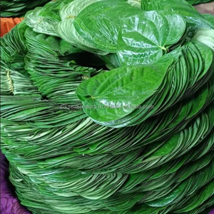 Productos de Exportación: Hoja de Betel Fresca, Hoja de Paan Verde Natural, Calidad de Exportación, Seis Estaciones, Agro Bangladesh, Suministro al por Mayor a Granel - Product Image 2