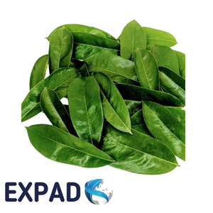 Viral Herbal Soursop Beverage Rich Aroma with Smooth Natural Detox Flavor Experience - Product Image 3