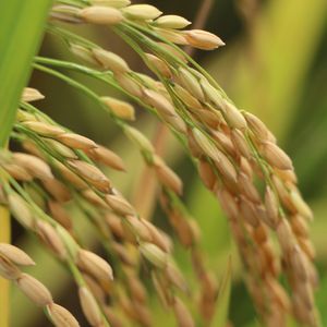 Fideos de Arroz Puros y Secos de Alta Calidad, 100% Arroz Limpio, 24 Meses de Caducidad, Nadisa, Comida Fresca de Vietnam, Bolsa de 1 kg - Product Image 3