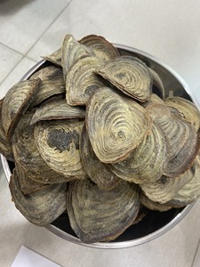 สินค้าขายดี |   เปลือกหอยมูเร็กซ์ วัตถุดิบสำหรับน้ำมันหอมระเหย กำยาน น้ำหอมสกัด ประเทศเวียดนาม - Product Image 2