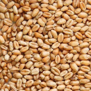 Grano de trigo blando profesional para la producción de galletas, confitería y harina para pasteles - Product Image 1