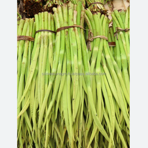 Feuilles de Taro Vertes Fraîches Qualité Export Feuilles de Colocasia Légumes Feuillus Biologiques pour la Cuisine Fournisseur en Gros - Product Image 2