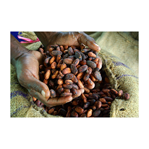 Fèves de cacao de qualité supérieure en gros, approvisionnement en vrac, qualité alimentaire, prêtes à être expédiées, fournisseur d'exportation fiable - Product Image 6