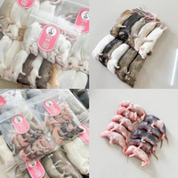Ratones Congelados SS 5-6g, Alimento Premium para Serpientes, Alto en Proteínas, Refuerzo Inmunológico, Alimento para Roedores, Venta al por Mayor, Libre de Salmonella, Bio-Enhanced