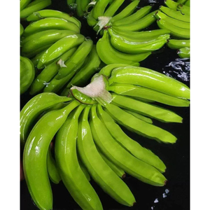 Plátanos Cavendish Verdes Premium, Frescos, Calidad de Exportación, Crudos, para Cocinar, Freír y Consumo Diario Saludable - Product Image 1