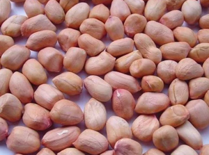 Arachides fraîches, arachides brutes, noyaux d'arachides à peau rouge, arachides biologiques à vendre - Product Image 4