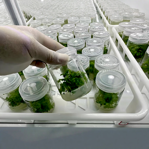 El Fabricante Suministra Botellas de Vidrio para Cultivo de Tejidos de 370 ml, Botellas para Cultivo de Plántulas de 250 ml, Botellas de Vidrio para Reactivos de Cultivo - Product Image 5