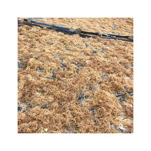 Alga Marina Cottonii 100% Natural de Alta Calidad / Extracción de Carragenano de Kappaphycus Alvarezii, Envasado al Vacío, Lam Dong Blue - Product Image 1