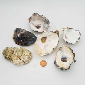 Coquilles d'huîtres naturelles séchées non polies brutes Coquilles de fruits de mer vides Huîtres du Vietnam pour l'exportation - Product Image 1