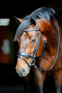 Bridon de dressage haut de gamme avec rênes en cuir souple, cuir indien, passepoil cognac et frontale ornée de cristaux - Product Image 5