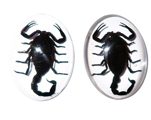 Scorpion noir, spécimen réel, cabochon en plastique ovale 30x40 mm, fond plat transparent pour l'artisanat et la fabrication de bijoux - Product Image 1