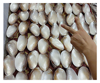 Coquilles d'ormeaux ovales brutes, coquilles naturelles, décoration d'intérieur, matériel artisanal
