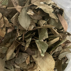 Vietnam Factory Dried Soursop Leaves Natural Herbal <b>Tea</b> Leaves Bulk Manufacturer Supplier Export - Product Image 2