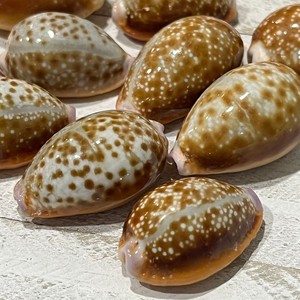 Coquillages décoratifs en gros, coquillages de cauris tigrés naturels, coquillages marins. - Product Image 3