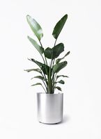 Pot de fleurs minimaliste en fer avec support en métal noir pour plantes d'intérieur, design chromé, décoration intérieure