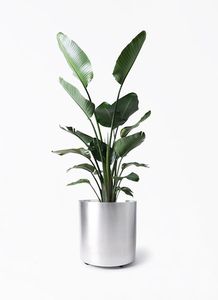 Maceta minimalista de hierro con soporte de metal negro para plantas de interior, diseño cromado, decoración para el hogar - Product Image 2