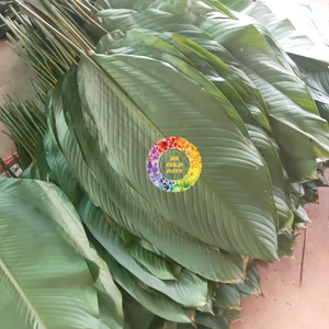 Hojas de Dong Frescas y Verdes / Recogidas a Mano / Congeladas / para Envolver Alimentos / Opción Económica / Hechas en Vietnam - Product Image 4