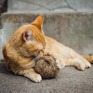 Limpieza de bolas de masticar Coco para los dientes de su mascota/juguete de cuerda para masticar Coco hecho en Vietnam HOANG LINH SG Kimy + 84938616690 - Product Image 4