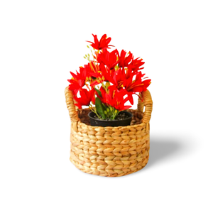 Panier de rangement tressé à la main AKASA D15 en jonc de mer, couvercle de pot de plante décoratif, organisateur en osier naturel, panier à linge, cadeau de pendaison de crémaillère - Product Image 2