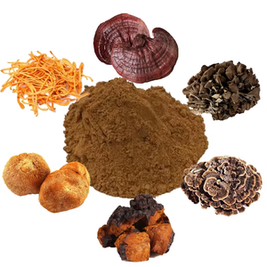 Polvo de Hongo Melena de León Natural, Favorece la Memoria, la Concentración y el Apoyo Cognitivo, Ingrediente Herbal, Suministro a Granel - Product Image 5