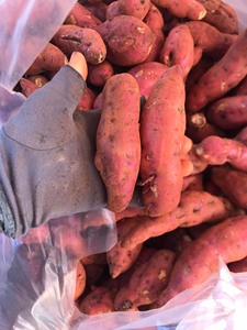Vente en gros de patates douces fraîches de haute qualité, prix d'usine - Exportation mondiale de patates douces - Product Image 4