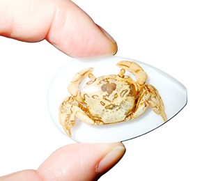 Cabujón de plástico con espécimen real de cangrejo, corte de pera, 46x30 mm, base plana blanca, para manualidades y fabricación de joyas - Product Image 2