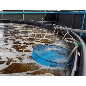 Probióticos T1B Aqua para una gestión rentable del biofloc - Product Image 4