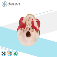 Modelo de Cráneo Humano DRS1028 con Orígenes y Puntos de Inserción Musculares, Anatomía Detallada del Cabeza y Esqueleto para Educación Médica