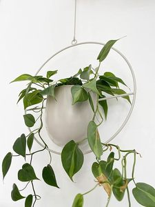 Pot de fleurs suspendu minimaliste moderne avec cadre métallique circulaire pour plantes vertes - Product Image 6