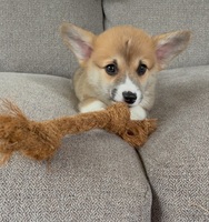 JOUET POUR PET CHEW | JOUET DE NETTOYAGE DENTAIRE NATUREL POUR CHIENS ET CHATS, PRODUIT DE SOIN SAIN POUR ANIMAUX DE COMPAGNIE DU VIETNAM | MS. LILY NGO