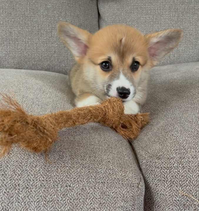 Coconut Chew Rope Toy
