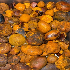 Cálculos Biliares de Buey 100% Naturales de Alta Calidad, Grado Superior, Tipo Vesical, Origen Abeja, para Aplicaciones Alimentarias - Product Image 2