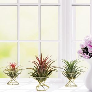 <span class=keywords><strong>Support</strong></span> moderne en métal doré géométrique pour plantes aériennes, présentoir pour <span class=keywords><strong>Tillandsia</strong></span> et mini-succulentes, décoration de bureau à domicile - Product Image 2