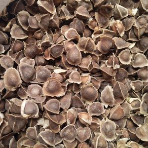 Graines de Moringa de Qualité Supérieure en Gros, 100% Pures, Graines de Moringa Oleifera à Prix de Gros - Product Image 4